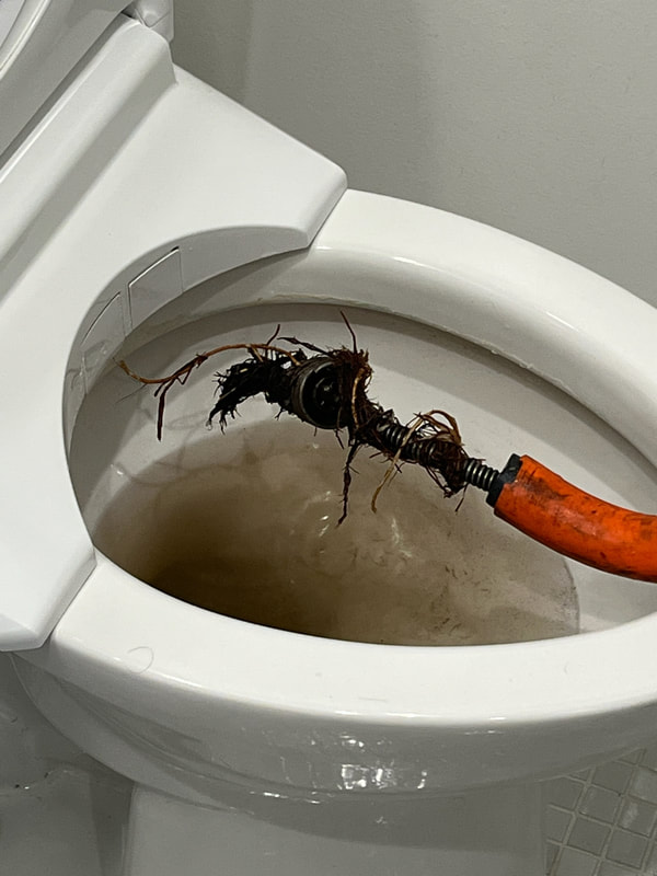 Clogged Toilet with Roots